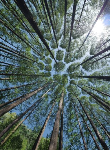 trees, canopy, crown shyness-4450514.jpg