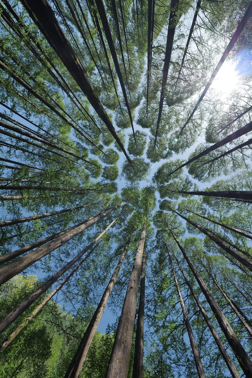 trees, canopy, crown shyness-4450514.jpg